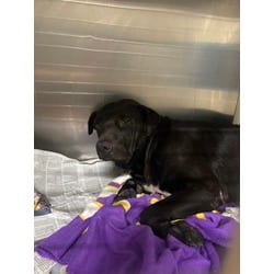 Photo of Toby, adoptable Mixed Breed (Medium) in Baton Rouge, Louisiana