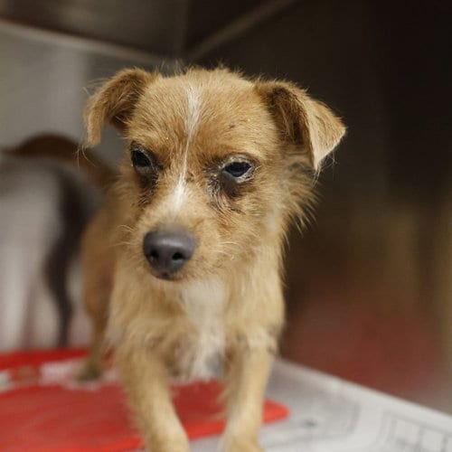 Photo of Orcs, adoptable Terrier in San Antonio, Texas