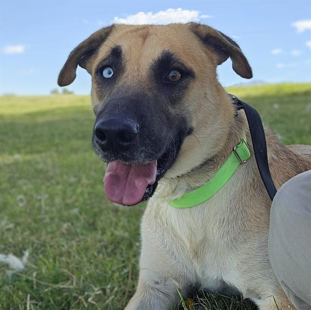 Photo of Blue, adoptable dog