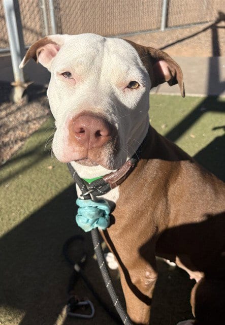 Photo of Mudslide, adoptable American Pit Bull Terrier in Phoenix, Arizona