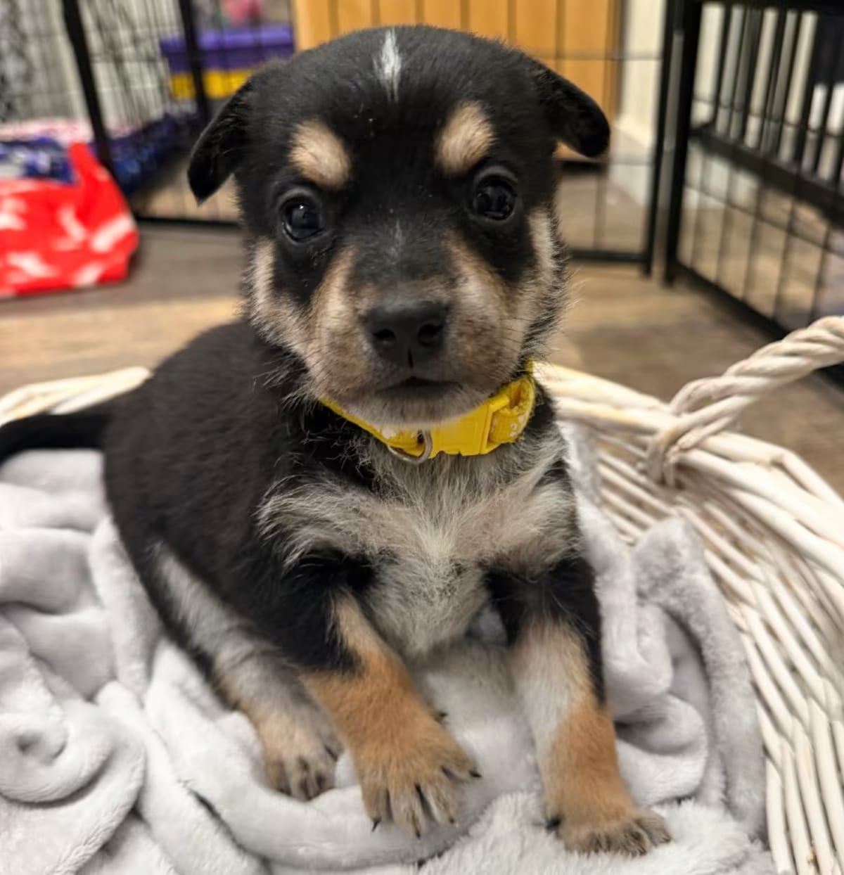 Photo of 1056 (2026) Rue, adoptable Australian Cattle Dog Husky in Parker, Colorado