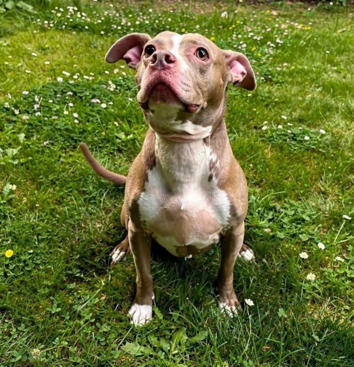Photo of Carti, adoptable American Staffordshire Terrier in Sebastian, Florida
