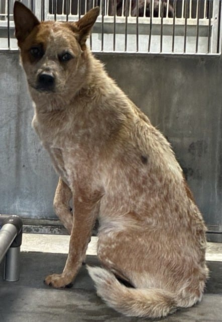 Photo of Senior Australian Cattle Dog, adoptable Australian Cattle Dog in Devore, California