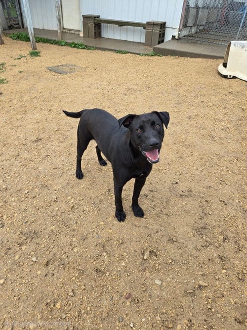 Photo of Roanoke, adoptable Black Labrador Retriever in Maquoketa, Iowa