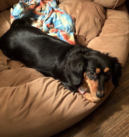 Photo of Roxie, adoptable Dachshund in Shelbyville, Tennessee