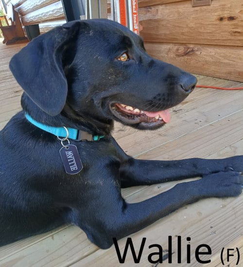 Photo of Wallie, adoptable American Staffordshire Terrier in Mountain View, Arkansas