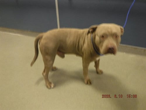 Photo of Yoshiro, adoptable American Bulldog in Miami, Florida