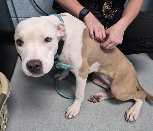 Photo of Diamond, adoptable Pit Bull cross in Lawrenceville, Georgia