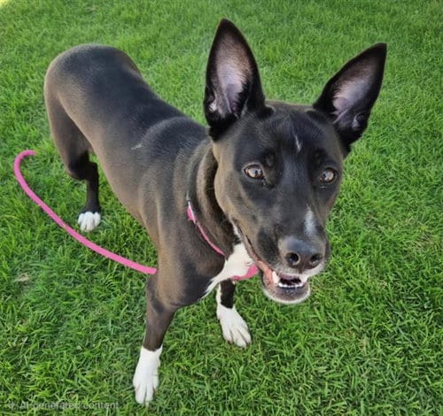Photo of Cola, adoptable Labrador Retriever in Albuquerque, New Mexico