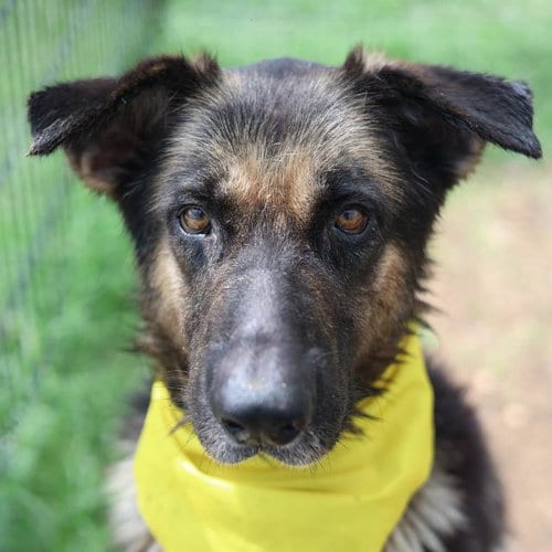 Photo of Melvin, adoptable German Shepherd Dog in San Antonio, Texas