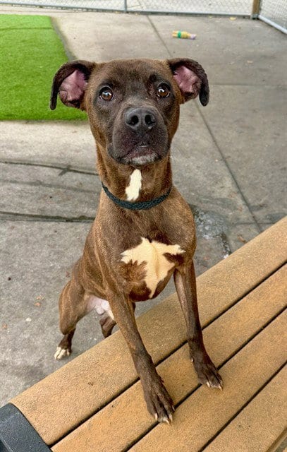 Photo of Jimmy, adoptable Pit Bull Terrier in Fort Myers, Florida