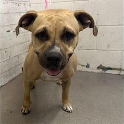 Photo of Florence, adoptable American Pit Bull Terrier in San Bernardino, California