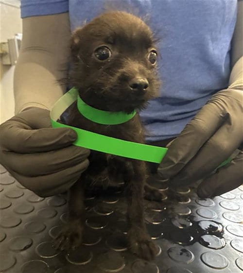 Photo of A888169, adoptable Schnauzer in Camarillo, California