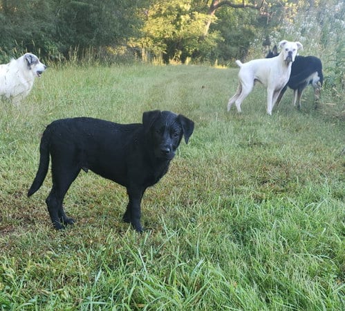 Photo of Boomer, adoptable Labrador Retriever in Ball Ground, Georgia