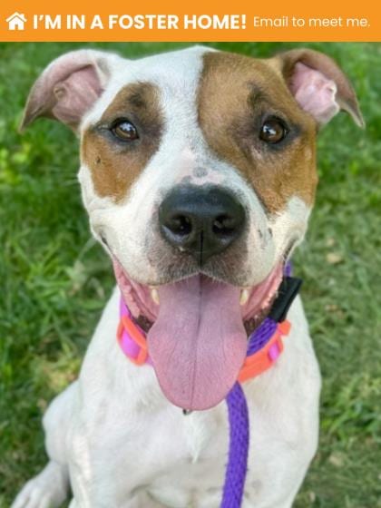 Photo of Maura, adoptable dog in Baltimore, Maryland