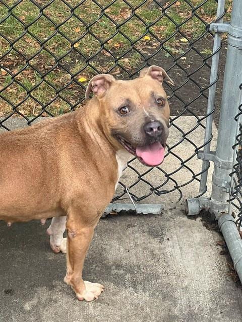Photo of Dianella, adoptable American Pit Bull Terrier in Chicago, Illinois