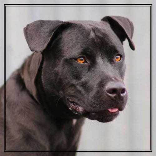 Photo of Ducky, adoptable American Pit Bull Terrier in Albuquerque, New Mexico