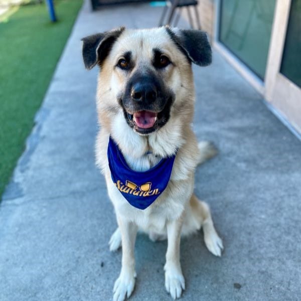 Photo of Summer, adoptable Mixed Breed