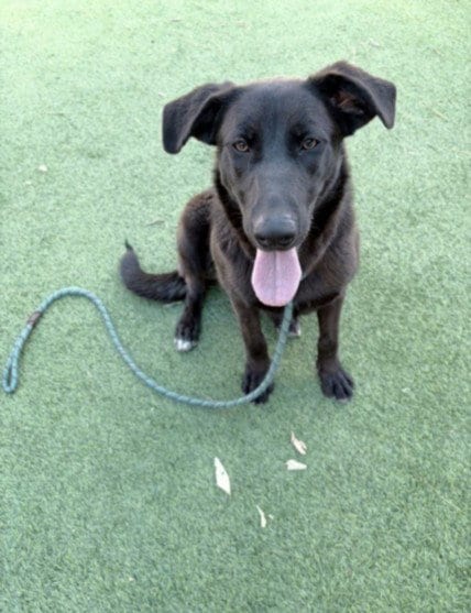 Photo of Millagro, adoptable Labrador Retriever in Van Nuys, California