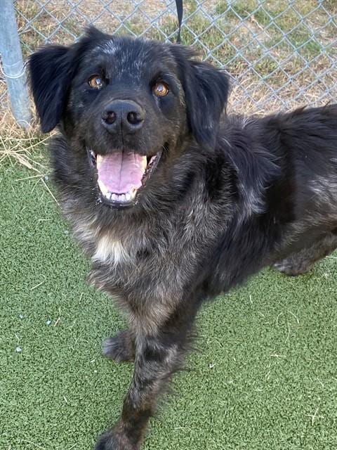 Photo of Blink, adoptable Australian Shepherd in Fayetteville, North Carolina