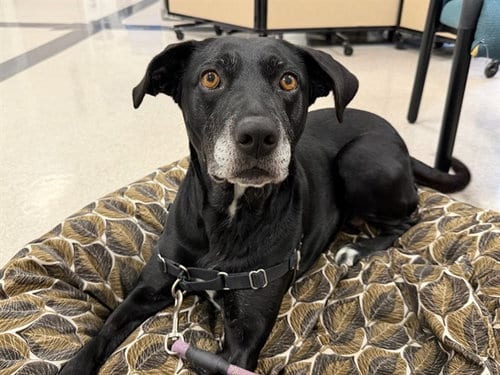 Photo of Millie, adoptable Labrador Retriever in Santa Rosa, California
