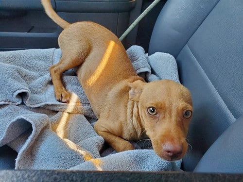 Photo of Falafel, adoptable Chihuahua in Garland, Texas