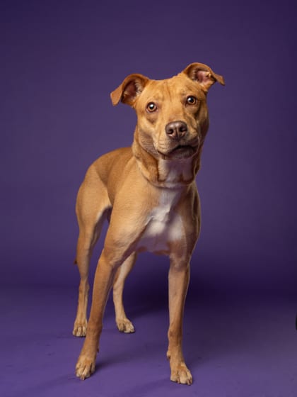Photo of Milah, adoptable dog in Atlanta, Georgia