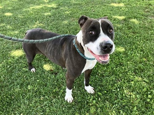 Photo of Geenie, adoptable American Pit Bull Terrier in Albuquerque, New Mexico