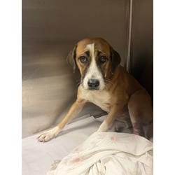 Photo of Kayla, adoptable Terrier (Unknown Type, Medium) in Doral, Florida