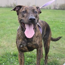 Photo of Majesty, adoptable American Pit Bull Terrier American Staffordshire Terrier in Champaign, Illinois