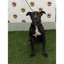 Photo of Miller, adoptable Mixed Breed (Medium) in Land O'Lakes, Florida
