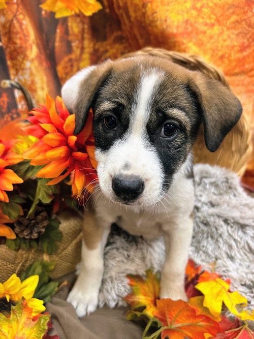 Photo of Butterball, adoptable Shepherd in Bryant, Arkansas