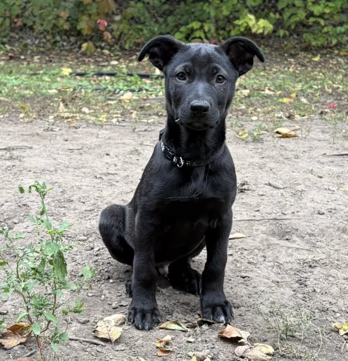 Photo of Bubba, adoptable German Shepherd Dog Labrador Retriever in St. Paul, Minnesota