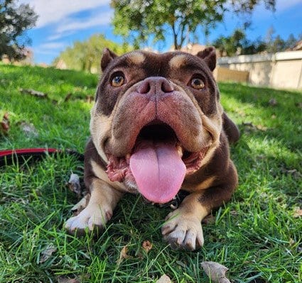 Photo of La Chona, adoptable French Bulldog in Martinez, California