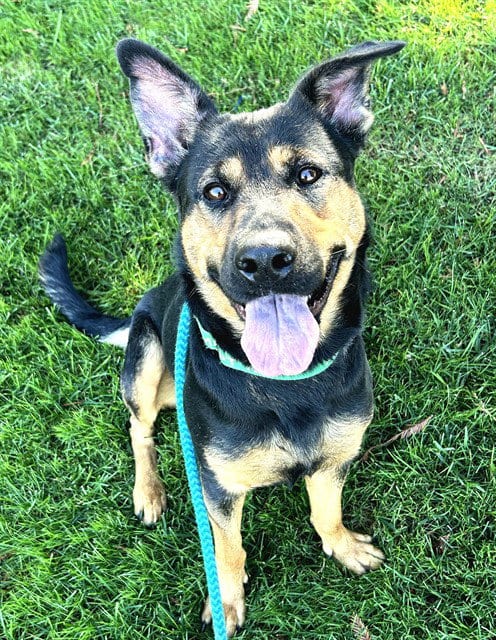 Photo of Honey, adoptable German Shepherd Dog in Sacramento, California