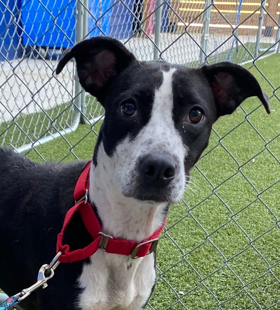 Photo of Banshee, adoptable Hound in Hartsville, South Carolina