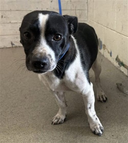 Photo of Owen, adoptable Chihuahua in San Bernardino, California