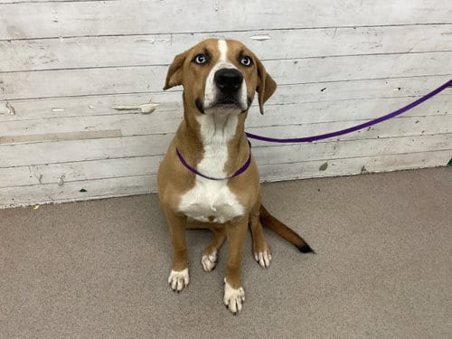 Photo of Lupe, adoptable Pit Bull Terrier in San Bernardino, California
