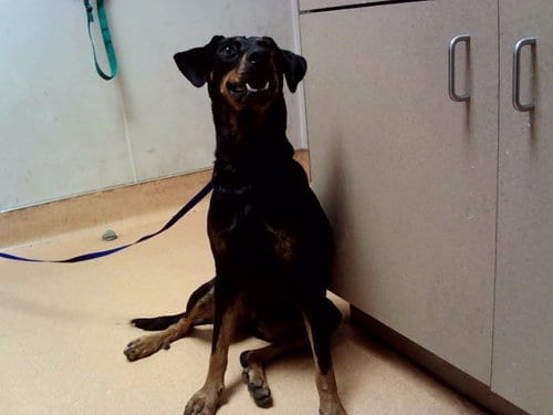 Photo of Laney Penn, adoptable Manchester Terrier in Martinez, California