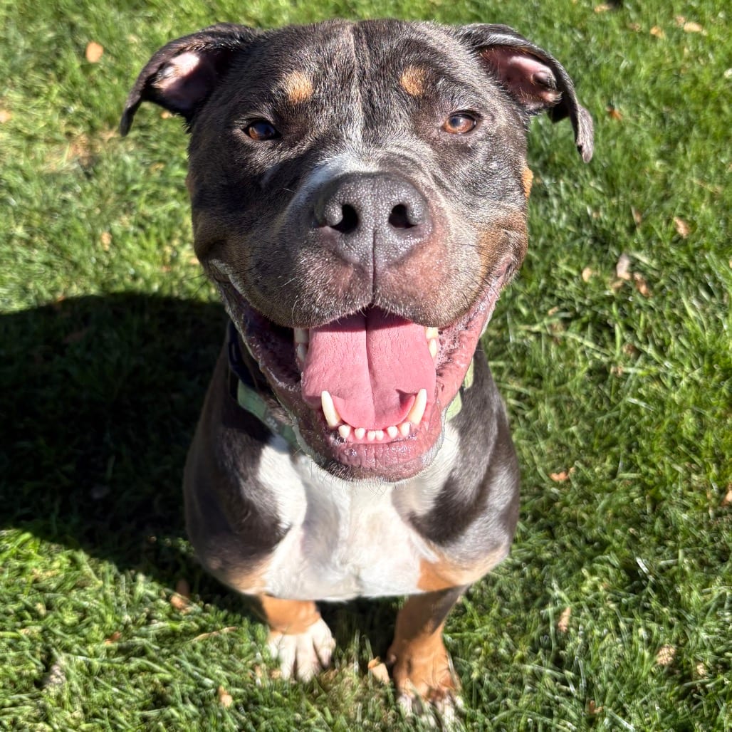 Photo of Mufasa, adoptable Mixed Breed (Large) in Medford, Oregon