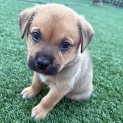 Photo of Peanut Butter, adoptable Labrador Retriever Mixed Breed (Medium) in Denver, Colorado