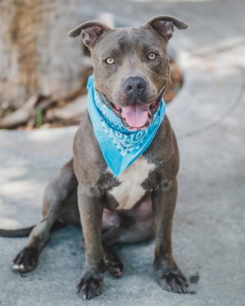 Photo of Dawson, adoptable American Bulldog in Miami, Florida