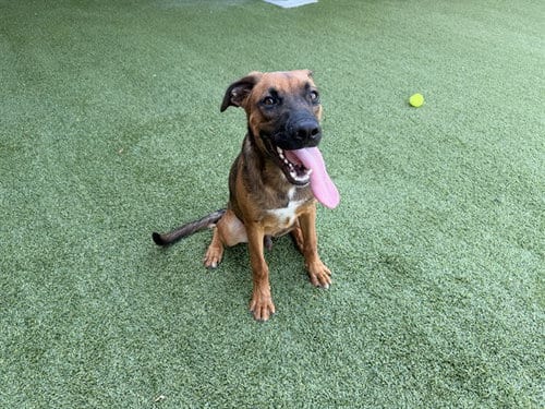 Photo of Arthur, adoptable Pit Bull Terrier in Garland, Texas