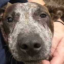 Photo of Anna, adoptable Australian Cattle Dog in Ringgold, Georgia