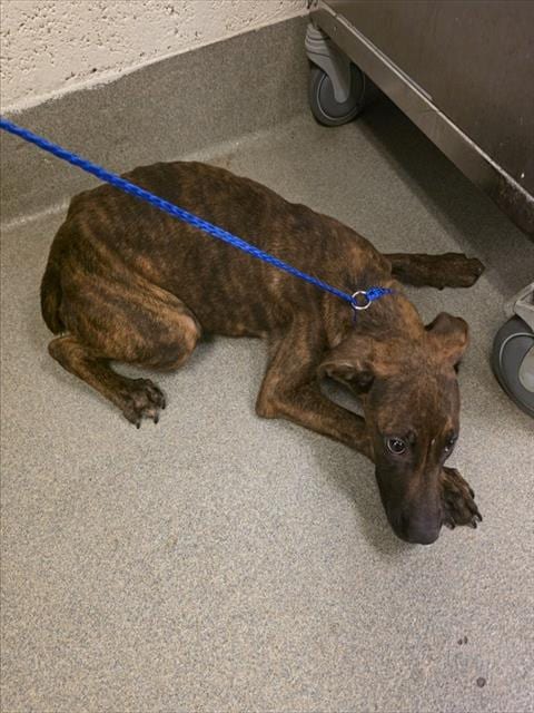 Photo of Donald, adoptable Terrier mix in Miami, Florida