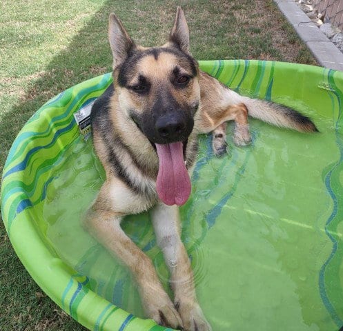 Photo of Patriot, adoptable German Shepherd Dog in Redlands, California