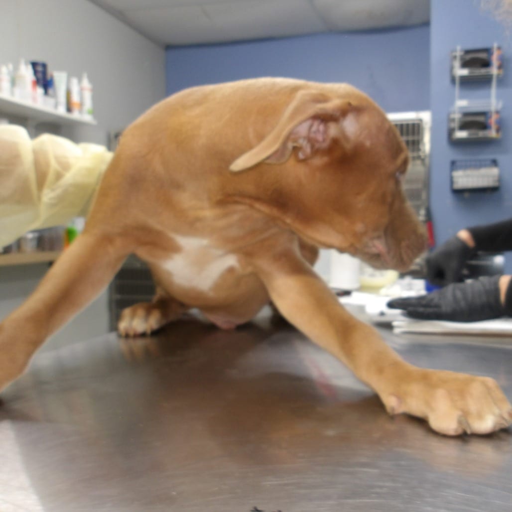 Photo of Roman (FKA Roy Pup 5), adoptable Mixed Breed (Medium)