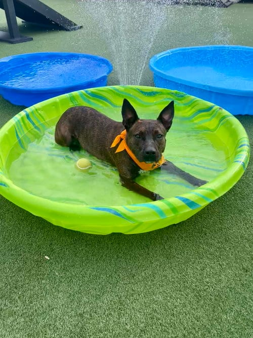 Photo of Faye, adoptable Unknown breed in Mobile, Alabama