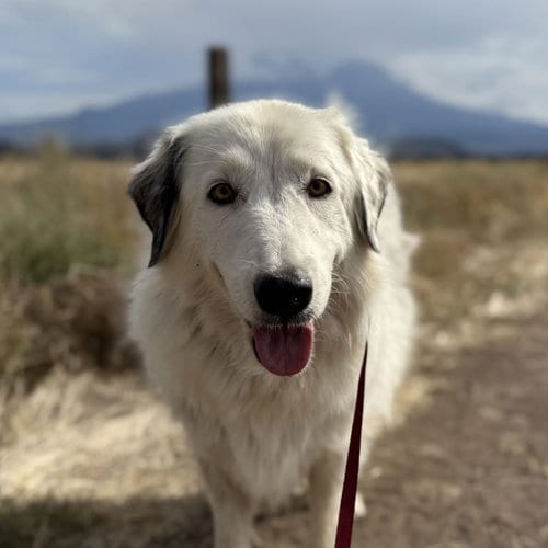 Photo of Willow, adoptable Great Pyrenees in Yreka, California