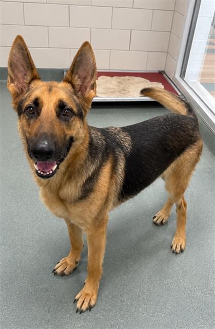 Photo of Aiko, adoptable German Shepherd Dog in Baytown, Texas
